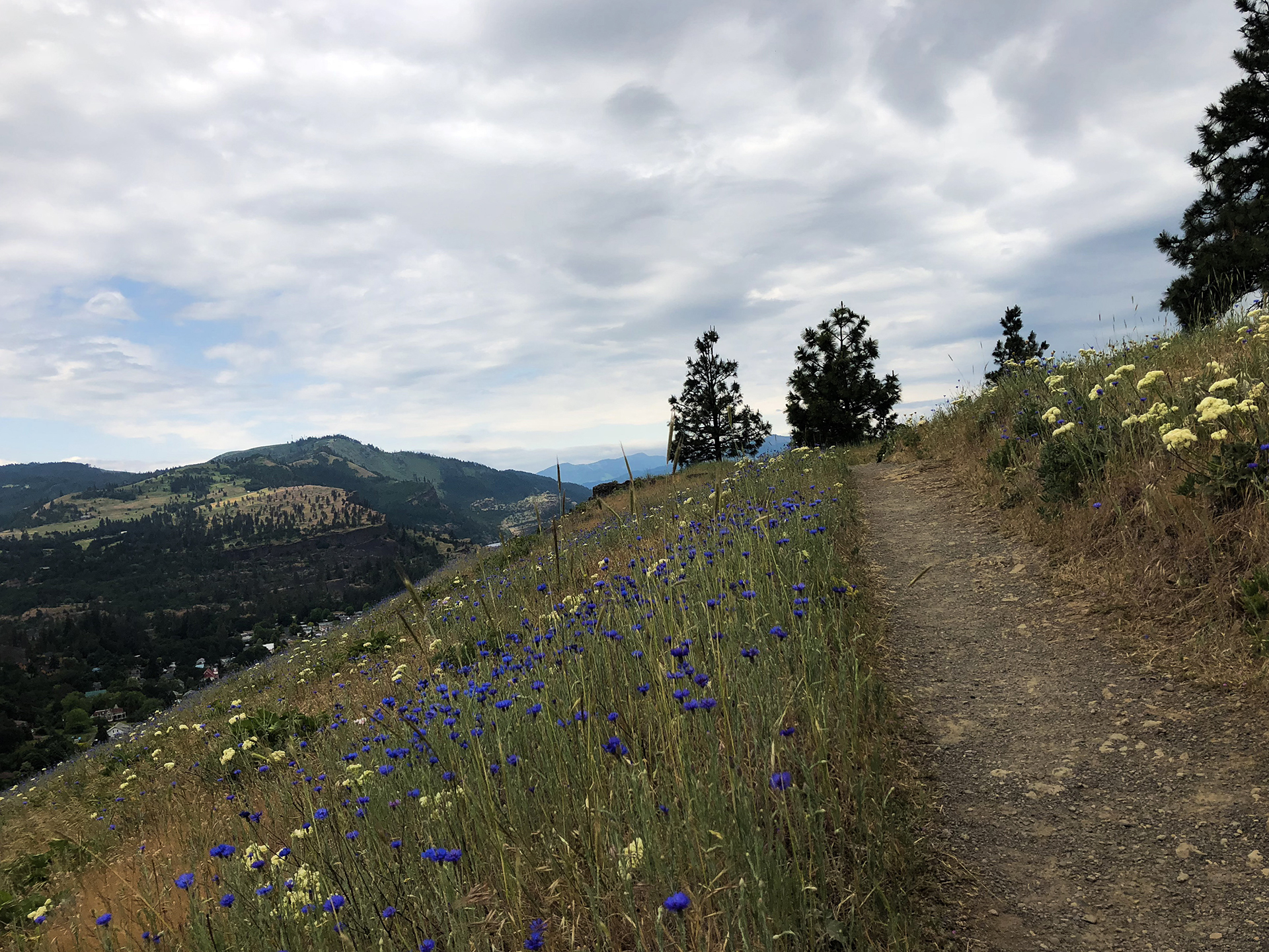 photo of trail with wildflowers on either side