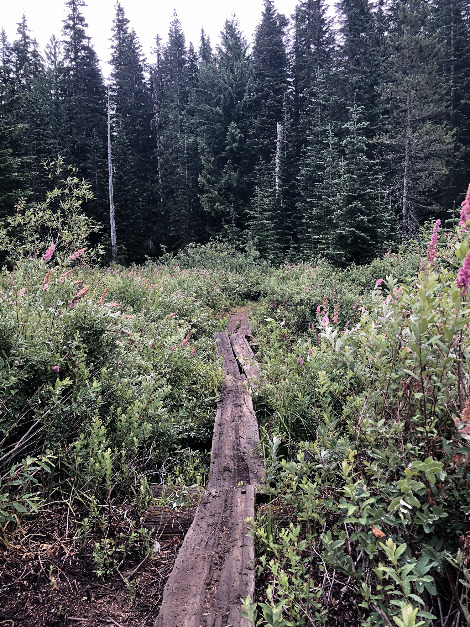 flower lined trail at burnt lake