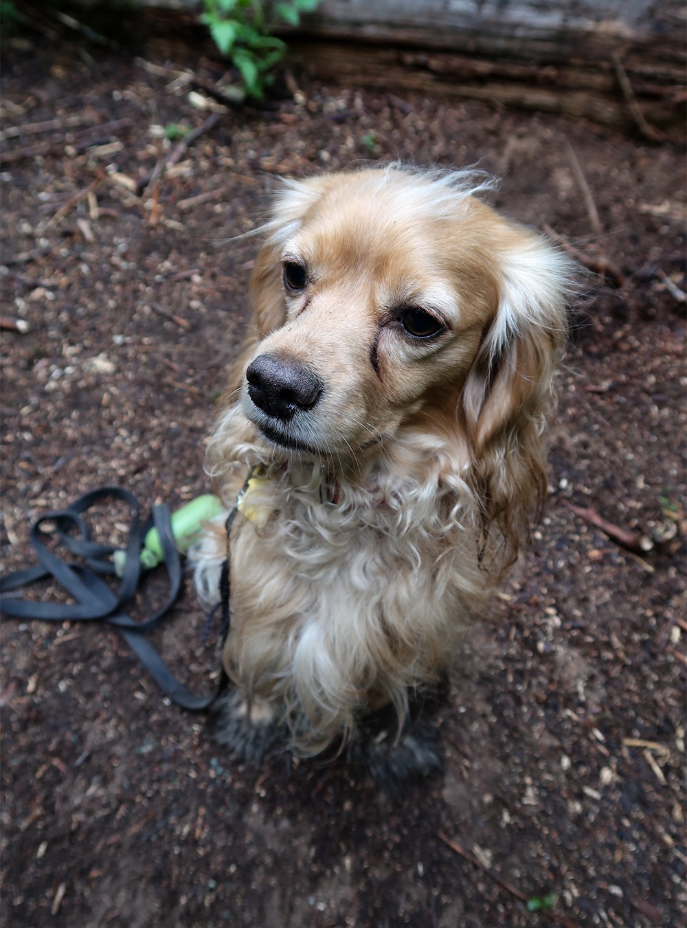 cocker spaniel on burnt lake trail