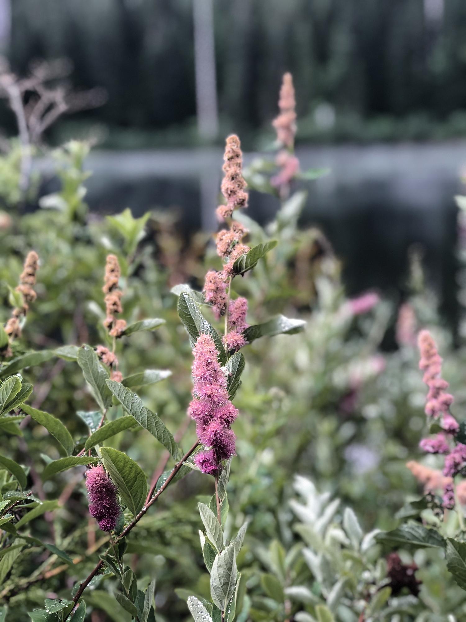 flowers at burnt lake