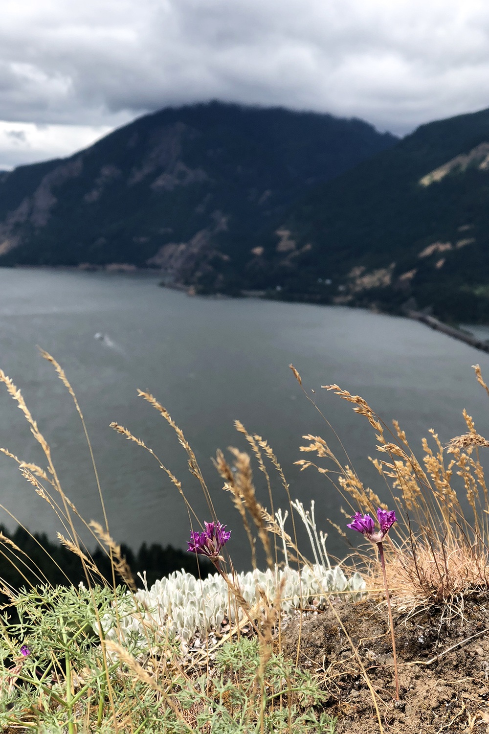 flowers on mitchell point