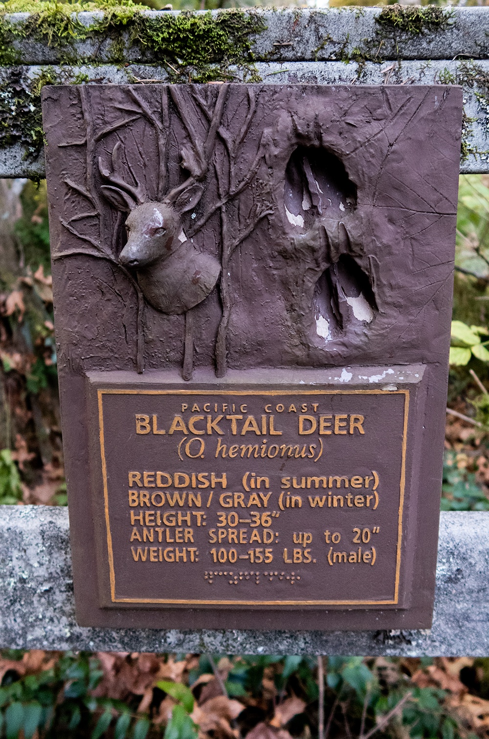 sign about the blacktail deer