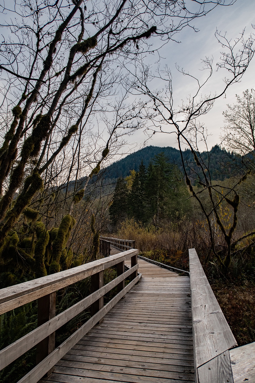 boardwalk on the cascade streamwatch trail