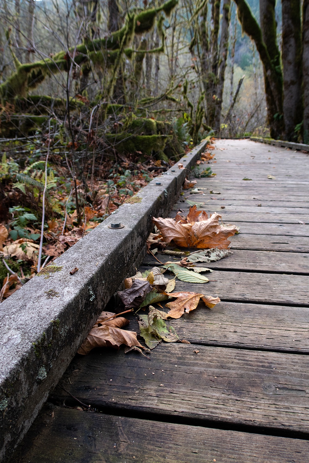 boardwalk on the cascade streamwatch trail