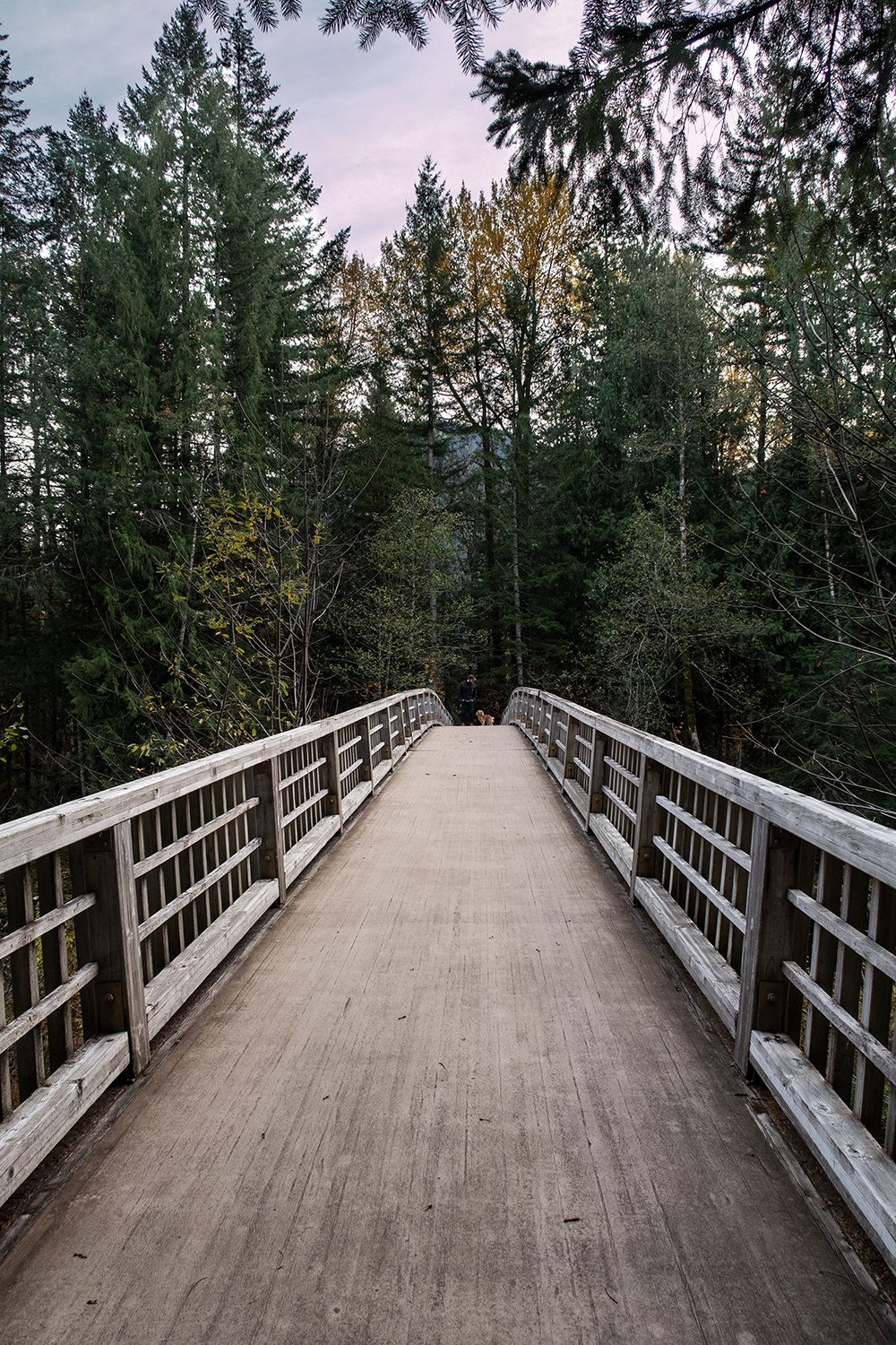 man with a dog on bridge