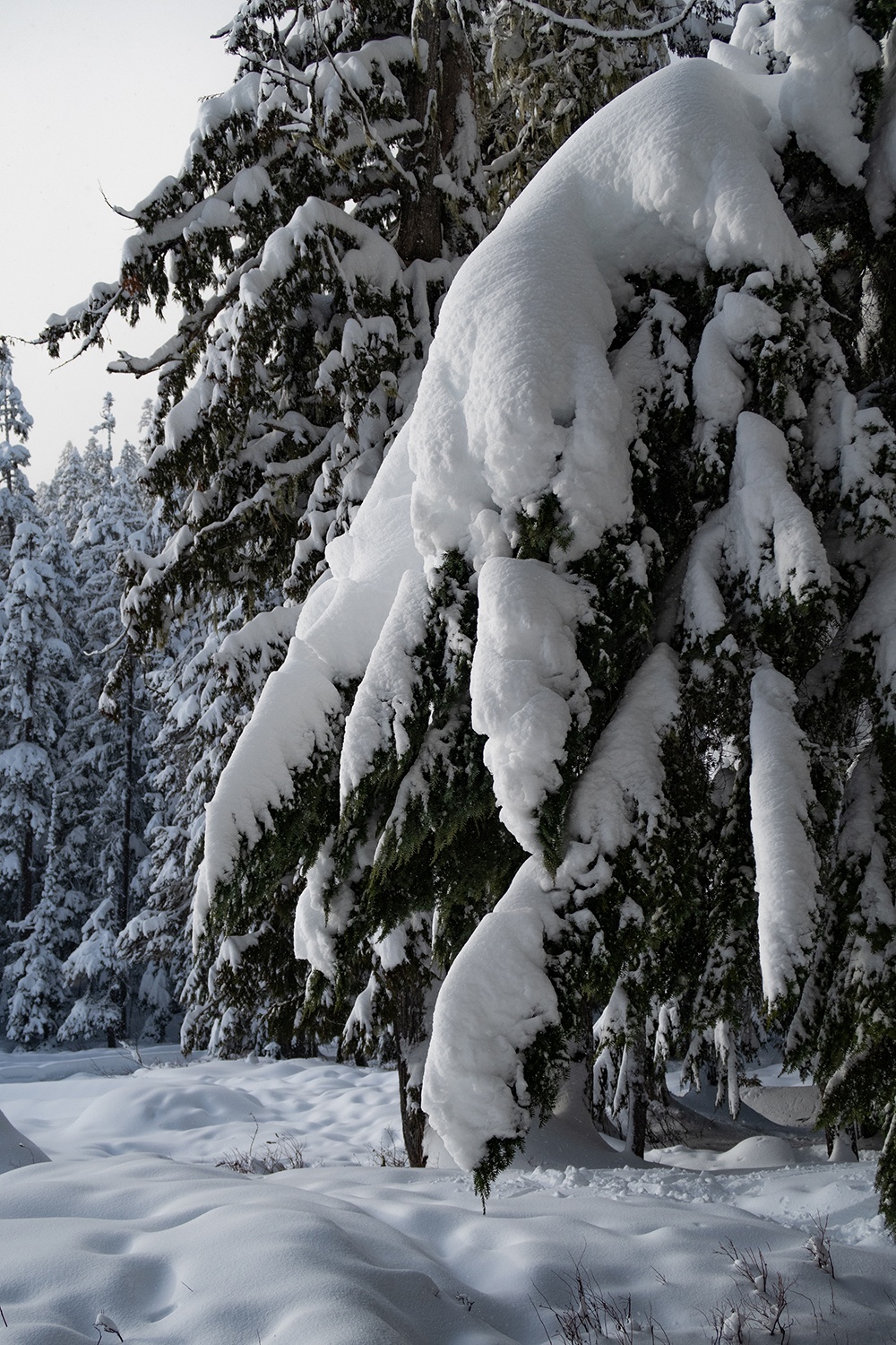 tree covered in snow