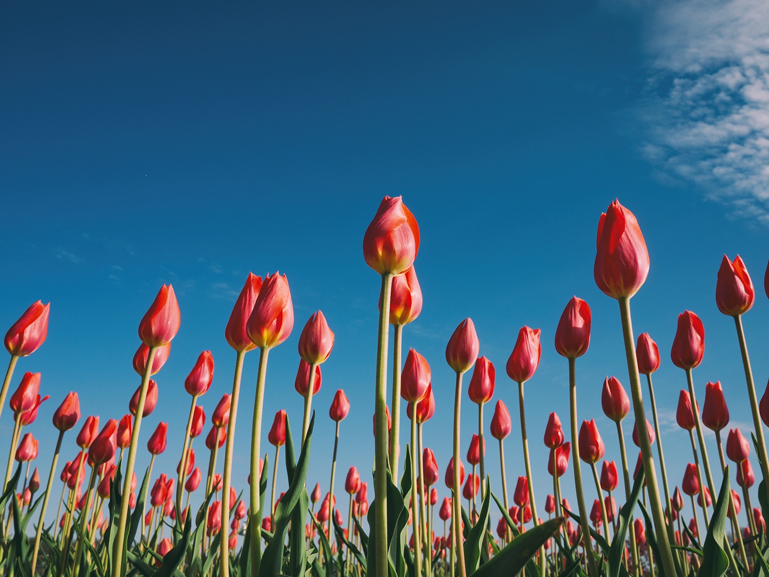 tulip field