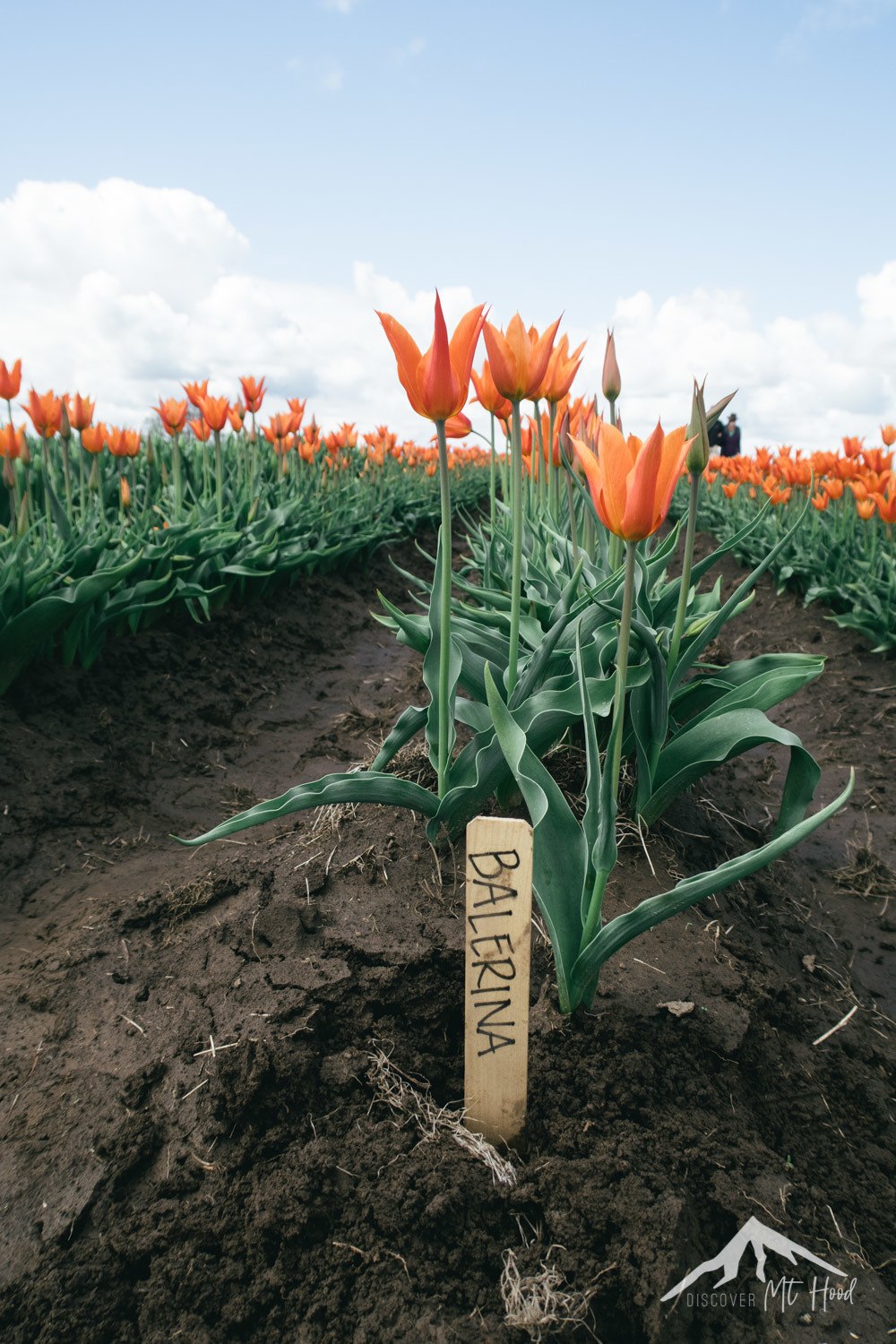 Photo of ballerina tulips